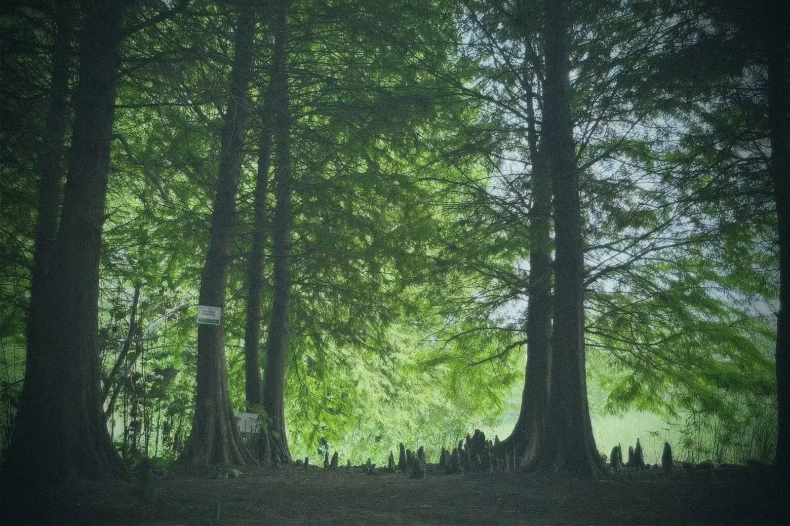 青龙湖公园树旁向上生长的呼吸根。