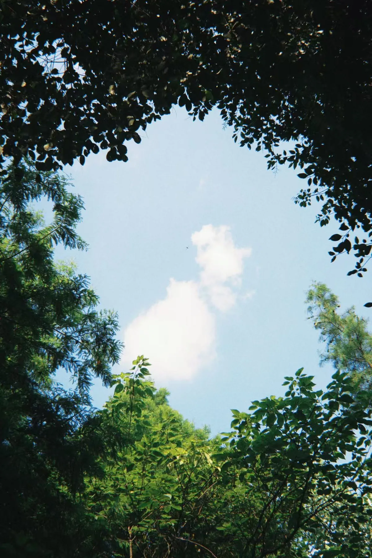 树叶围出一块蓝天,云从中间慢慢浮过去。