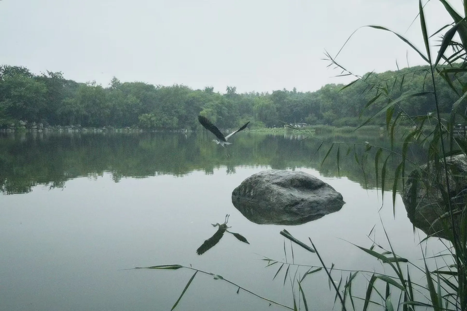 一只鸟从湖面上掠过，水面映着安静的绿。