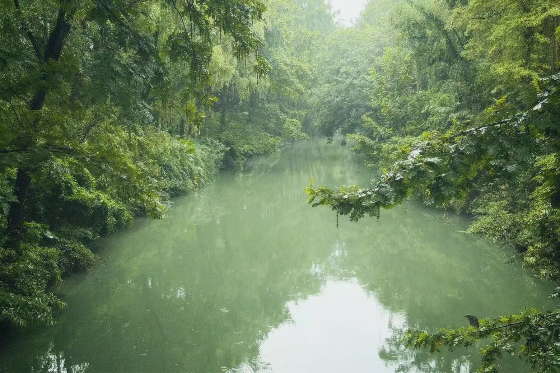 雨里的浣花溪，水面和两岸树林都泛着绿色。