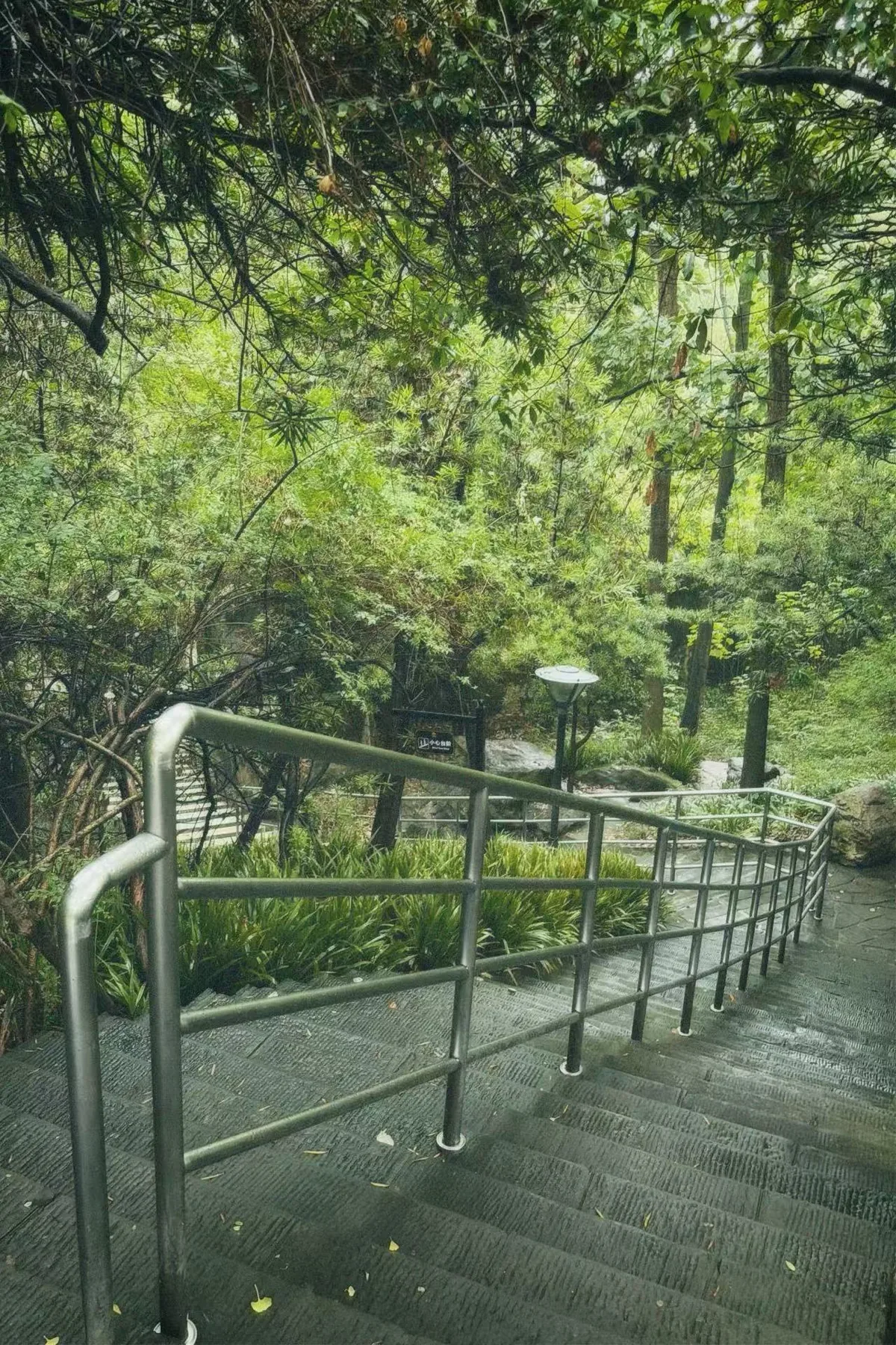 通往树下的石阶，雨后的绿色很浓。