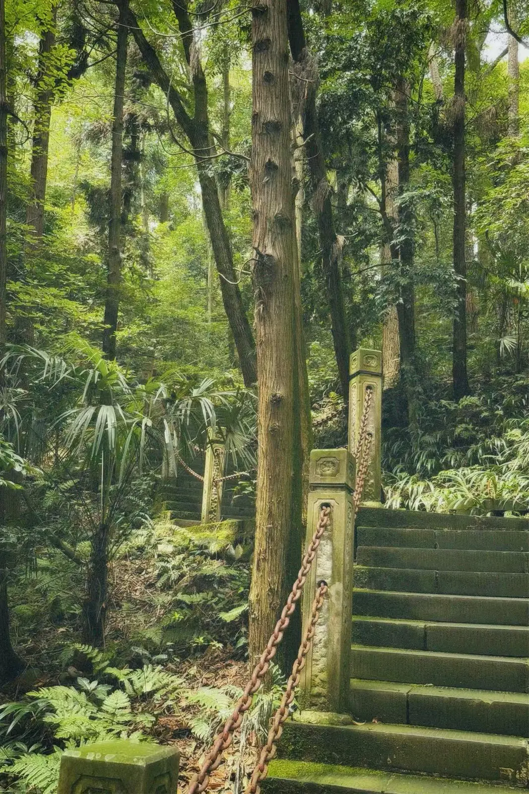 满是绿色的山路，石阶和链条从树下穿过。