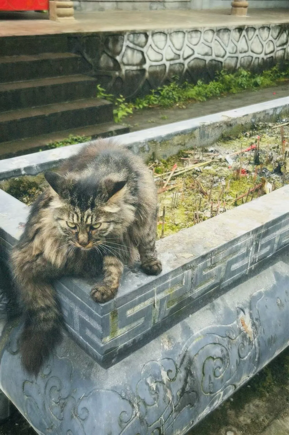 一只长毛狸花猫站在石台边，眼神很凶。