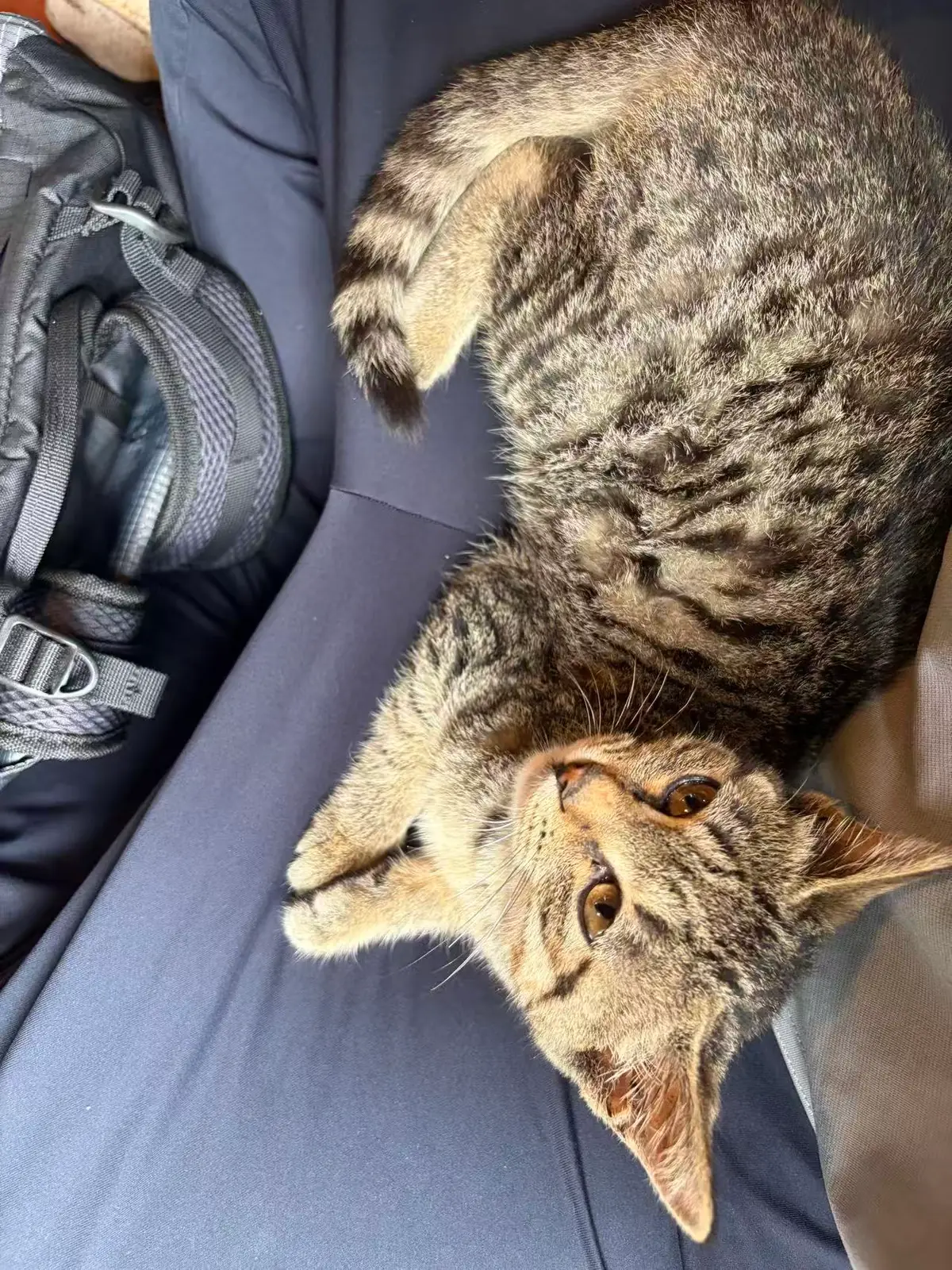 一只小狸花猫躺在腿上，抬头看着镜头。